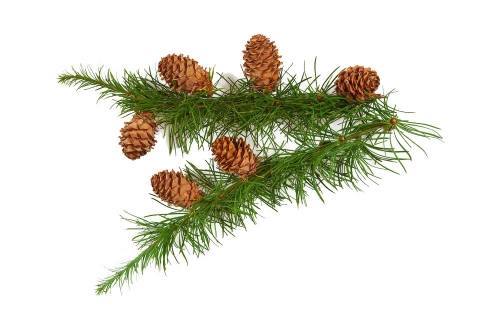 Quercetin composée