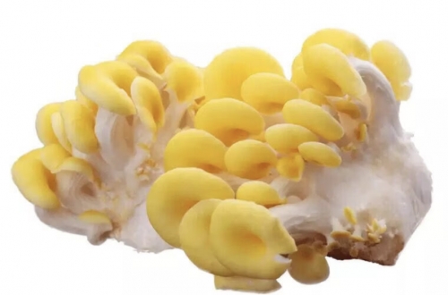 Poudre de champignon composité